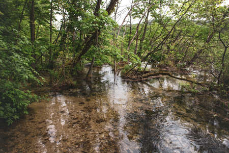 Floded mountain forest at Plitvice national park in Croatia
