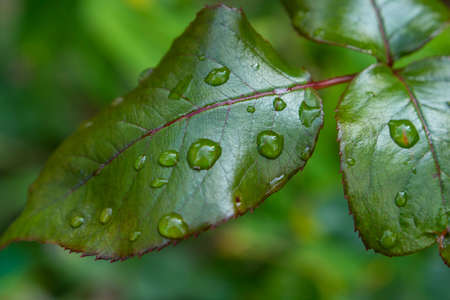Close up photo of rose flower leaf covered in rain drops left after the rainの写真素材