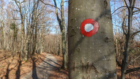 Red and white hiking mark on the tree bark in the forest, symbol of direction for hikers to follow, so they would not get lost in the woodsの写真素材