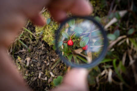 Red berries growing in the garden, observed through the magnifier glass and enlargedの写真素材