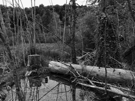 Beautiful forest lake in naional park Plitvice, Croatia, with fallen trees roting in the water,...