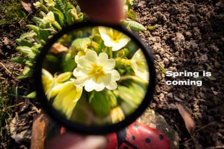 Yellow primrose flowers announcing the end of winter and the start of spring season, observed through the magnifier glassの写真素材