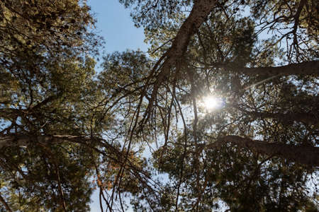 Sun coming through the tree tops of old, beautiful pine forest on the shore of small fishing town of Rogoznica, Croatiaの写真素材