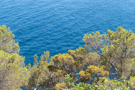 Magnificent dalmatian symbol, the blue adriatic sea and green pine forest along with sound of crickets in the hot, summer day at the beach of Rogoznica, Croatiaの写真素材