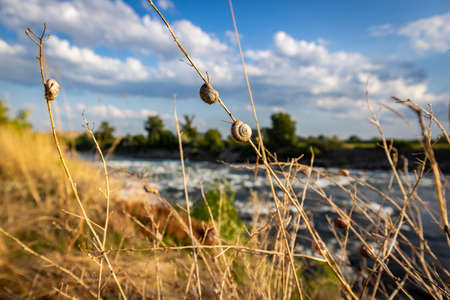 Snails hanging on the dry branch above Sava river, lit by the evening summer sun