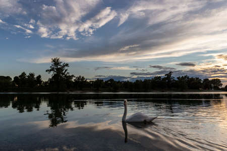 White swan swimming on the Jarun lake at sunset with amazing cloud formation gathering after the storm in the sky over Zagreb city, Croatiaの写真素材