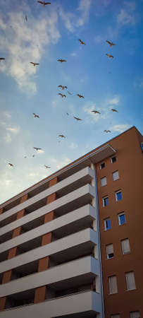 Flock of seagulls flying over new buildingの写真素材