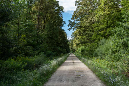 Straight gravel road passing through the beautiful, old forest of Turopoljski Lug, beautiful hunting grounds near the city of Zagrebの写真素材