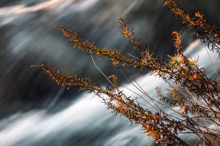 Dry branches swaying above Sava river rapids and waterfalls in winter period