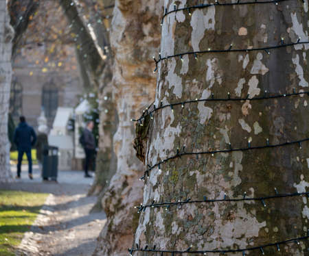 Decorated platanus trees at the Zrinjevac, famous Zagreb city park, shining during Advent time before Christmasの写真素材
