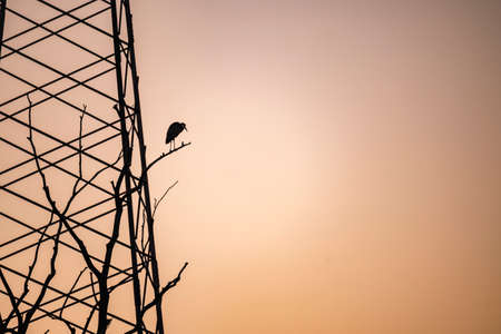 Grey heron standing on the leafless branch in front of electricity power line station during sunsetの写真素材