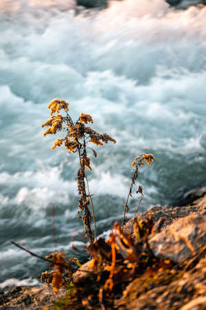 Dry flower growing on the rocky shore, above white river rapids in winter periodの写真素材