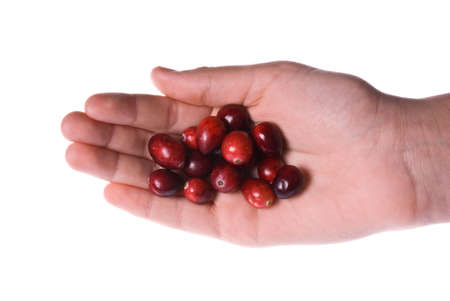 Delicious fresh organic cranberries in a palm of a hand