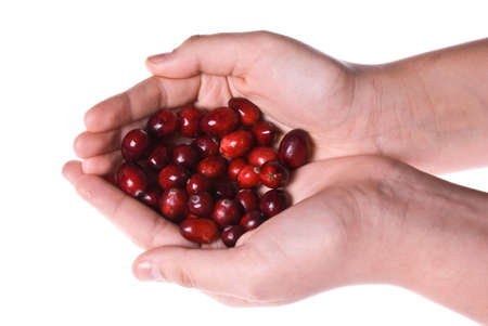 Delicious fresh organic cranberries  in two cupped handsの写真素材