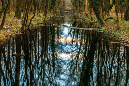 Symmetric reflection of trees in water surface of canal in park in Rusovce, Slovakia. Autumn calm atmosphere.の写真素材