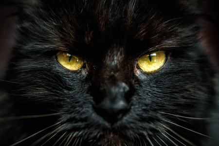 Front look of face of black furred cat with yellow eyes. Shallow depth of field.の写真素材