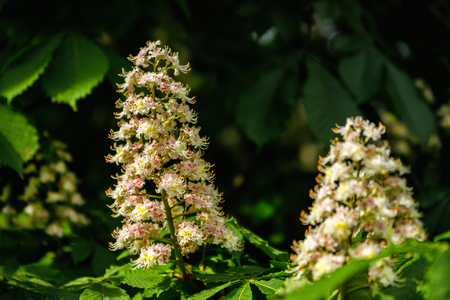Detail of white Horse-chestnut (Aesculus hippocastanum) flowers and fresh green leaves in spring time. Nature and spring season theme.の写真素材