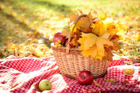 Basket with maple yellow leaves and fruits on a plaid blanket on a background of autumnの写真素材