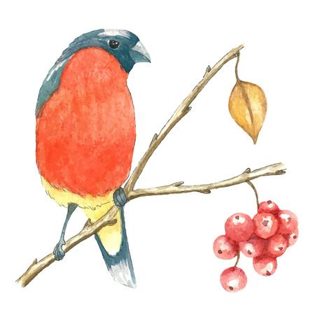 The bullfinch sits on the tree branch.Watercolor vector illustration on white backgroundのイラスト素材