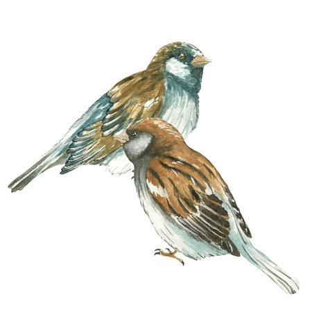 Two sparrow .Watercolor vector  illustration on white backgroundのイラスト素材