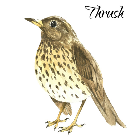 The thrush stand on white background .Watercolor vector illustrationのイラスト素材