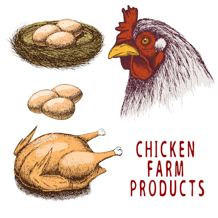 Set of color chicken farm products.Isolated on white background.のイラスト素材