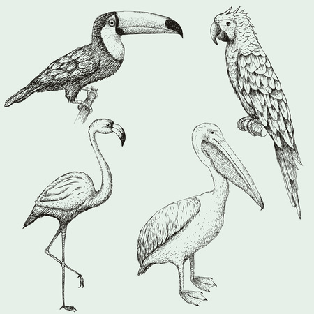 Collection of exotic tropical birds. Hand drawn vector illustrationのイラスト素材