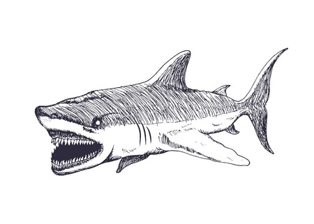 Angry shark isolated on white background. Hand drawn vector illustrationのイラスト素材