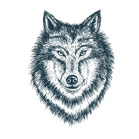 Wolf portrait. Detailed hand drawn style. Isolated on white backgroundのイラスト素材