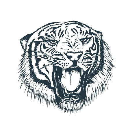 Tiger portrait. Detailed hand drawn style. Isolated on white backgroundのイラスト素材