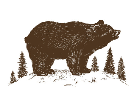 bear grizzly in the forest.Hand drawn vector illustration isolated on white backgroundのイラスト素材