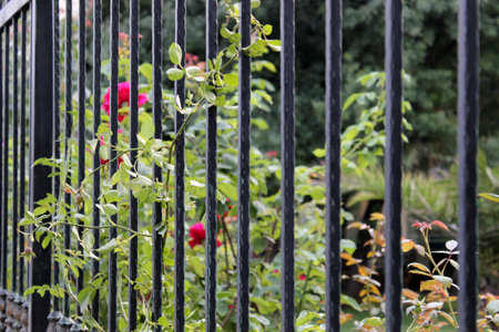 Young green branches of a pink rose are woven along a metal wrought-iron fence partial focusedの写真素材