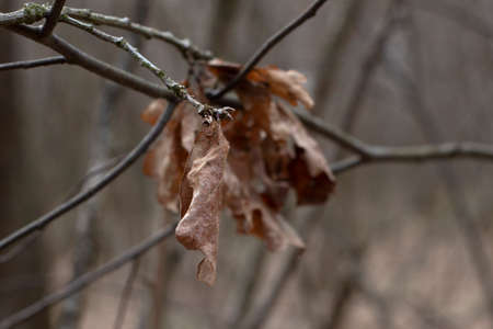 Old withered dry oak leaf on a branch close up Narrow focus line, shallow depth of field macroの写真素材