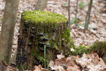 Old wet tree stump in the forest, covered with green moss, close-up with blurred backgroundの写真素材