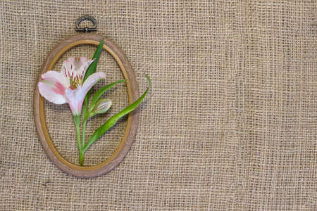 Small cute pink flower in wooden textured frame on brown rough linen background close up top viewの写真素材