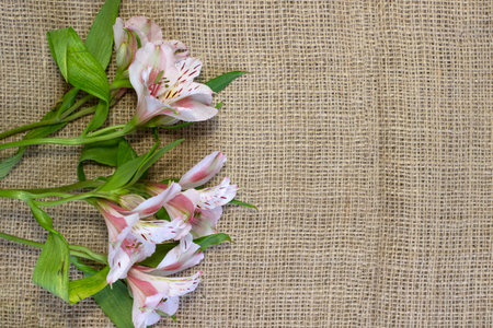 Bright white and pink flowers Alstroemeria and craft rough linen textured background close-up top viewの写真素材