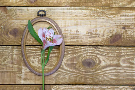 Bright white and pink flowers Alstroemeria and small frames and browm wooden textured background...