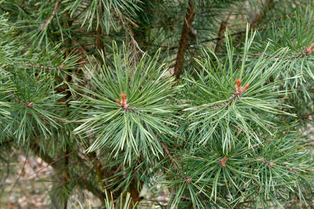 Coniferous branches and small buds evergreen tree close-up macrophoto and blurred background