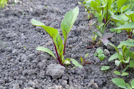 Young sprouts in garden. Beet shoots neatly thinned out in the sun. bed of red beet in the garden,...