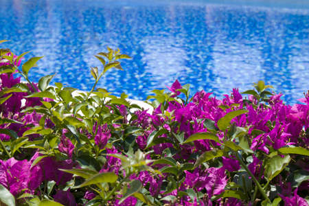 Tropical brigh purple flowers near the swimming pool, close up, flower spa. blurred backgroundの写真素材