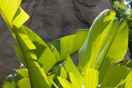Palm tree leaf Sunny day with the Sunrays falling on the leaf Rock and blue sky on background close upの写真素材