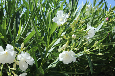 Closeup beautiful white oleander flowers background with bright green leafs. Mediterranean flora of...