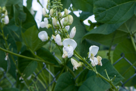 White beautiful flowers of runner bean plant Phaseolus coccineus growing in the garden on green blurred backgroundの写真素材