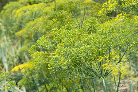 Flower of green dill fennel Bright blurred background artistic selected focus Close up
