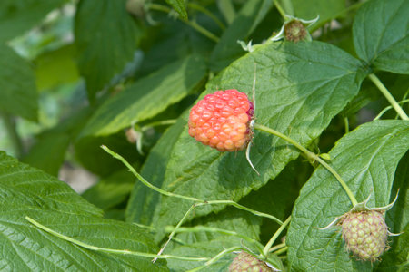 Close up photo of unripe green and white raspberry berries growing on the bush on blurred background
