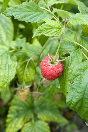 Close up photo of unripe green and white raspberry berries growing on the bush on blurred background