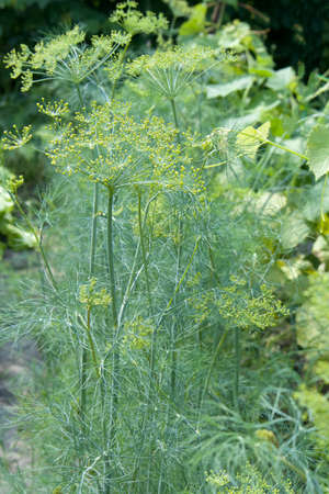 Flower of green dill fennel Bright blurred background artistic selected focus Close up