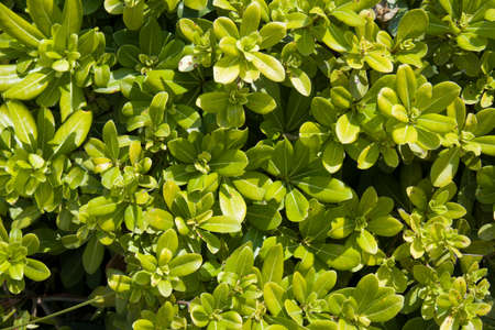 Abstract bright green leaves as nature textured background. Creative layout for design