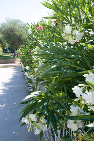 Closeup beautiful white oleander flowers background with bright green leafs. Mediterranean flora of Croatia or Turkey as nice backgroundの写真素材