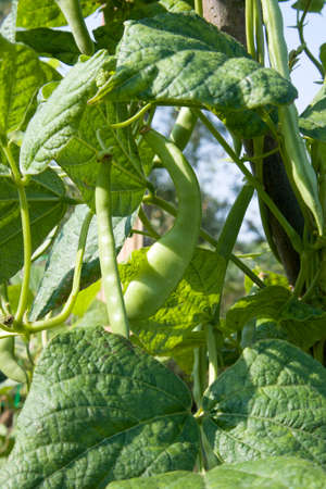 Green bean Focus on green string and defocused beans pods and leaves growing in garden Concept for...